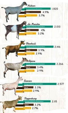 goat life expectancy by breed